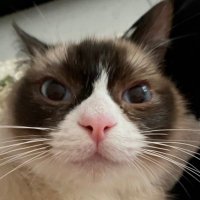 sgl (@sgl_gangling) 's Twitter Profile