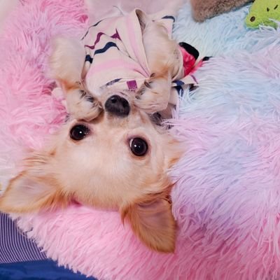 里親で家に来たチワワの海ちゃん😊2歳で脳炎を発症し、少しでも情報が欲しくて登録しました。一日でも1年でも長く長生きできるように、同じく脳炎で戦っているワンチャンの情報をお待ちしています😊 無言フォローすいません💦たまに前犬テンちゃんも💕
 #脳炎
 #チワワ
 #ステロイド
 #キロサイド
#髄膜脳脊髄炎