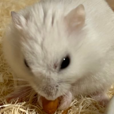 maguru_45631's profile picture. おいしいものすきです