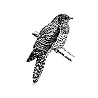 Cuckfield CC (@cuckfieldcc) 's Twitter Profile