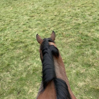 englishrider22's profile picture. Gay Equestrian. English rider.