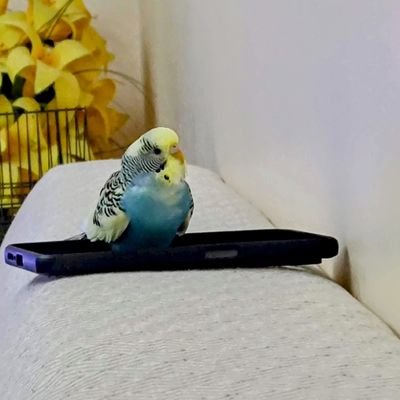 dogaizcnr's profile picture. 
