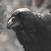 Ornithophilos 🦅 🦜🦉 (@ornithophilos) Twitter profile photo Ornithophilos 🦅 🦜🦉 (@ornithophilos) Twitter profile photo