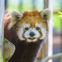 到津の動物写真 (@zoo_photo_itozu) 's Twitter Profile