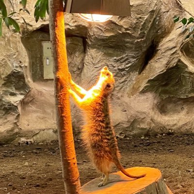 lynnswap's profile picture. iOS / macOS App Developer
https://t.co/gAUiFowwOn