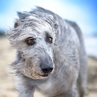 Wolfhound(@NI_Wolfhound) 's Twitter Profileg