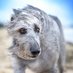 Wolfhound (@ni_wolfhound) Twitter profile photo
