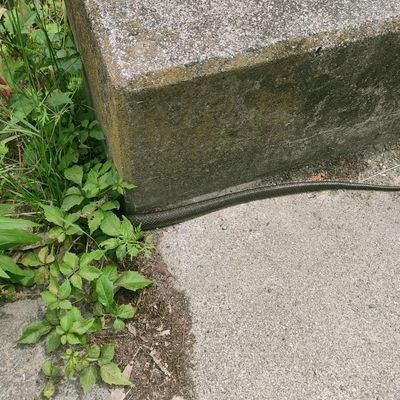 isaiikotoaruyo's profile picture. 