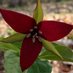 Red Trillium (@_redtrillium) Twitter profile photo Red Trillium (@_redtrillium) Twitter profile photo