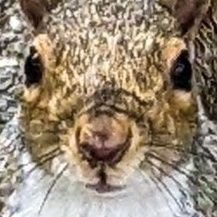 squirrelenghett Profile Picture