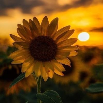 SunflowerfromUA Profile Picture