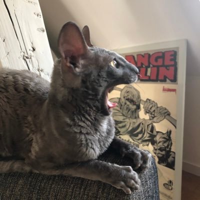 Lofibulles's profile picture. 