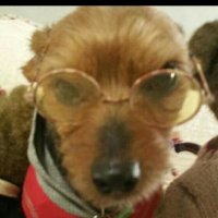 DEMOCRACY OVER AUTHORITARIANISM !!! (@yinzer0116) Twitter profile photo