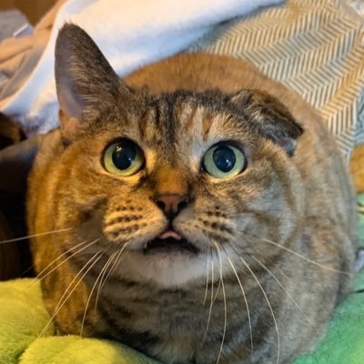 PandDenjoy's profile picture. ゲーム垢です！ のんびり楽しんでやってます！因子の沼に陥り中