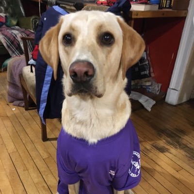🏴Politics, labradors, bees, trees, music and Scotland🏴