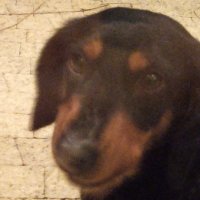 MrBear (@mr_bear4) 's Twitter Profile