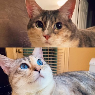 A cat-alogue of two cute sister cats, Penny and Pastel. Instagram: @pennyxpastel Owner: @taurielxaela