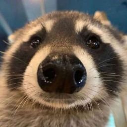 its_raccoonm's profile picture. Escribo para sentirme mejor✨
Amo los mapaches💗
