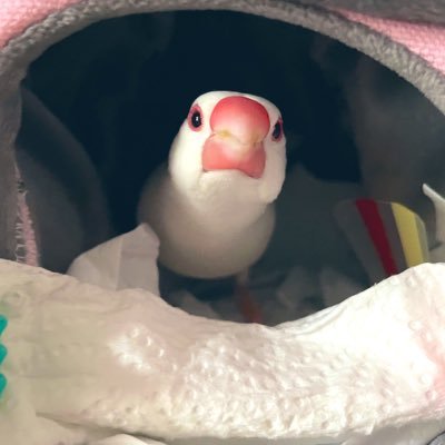 yuka7452's profile picture. 30歳 成人済み//無言フォロー申し訳ありません 本好き/BL/漫画/動画/絵を見るのが好きです！