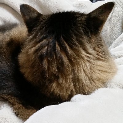 okarihayaumaaa's profile picture. 