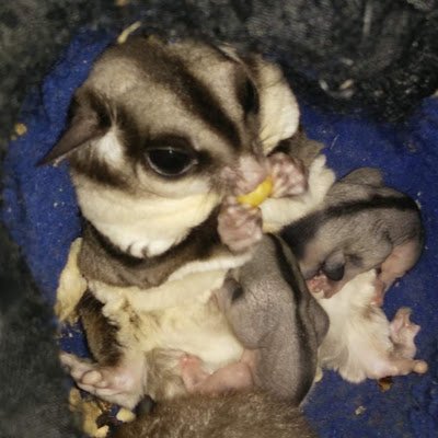 フクロモモンガ  オーダーページ フクロモモンガ モザイク♂【新しい家族が決まりました