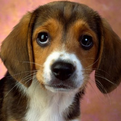 BeagleFauci Profile Picture