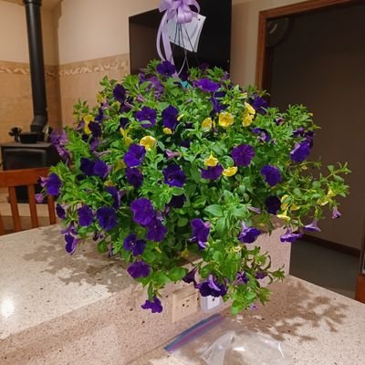 dee_fedor's profile picture. 