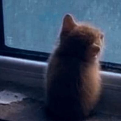 lineylney's profile picture. 🎶