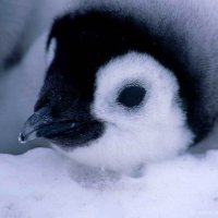 Penguin Enjoyer(@PenguinEmbracer) 's Twitter Profile Photo