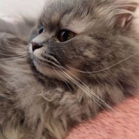 マロン (@4uam4zfreuozldg) 's Twitter Profile