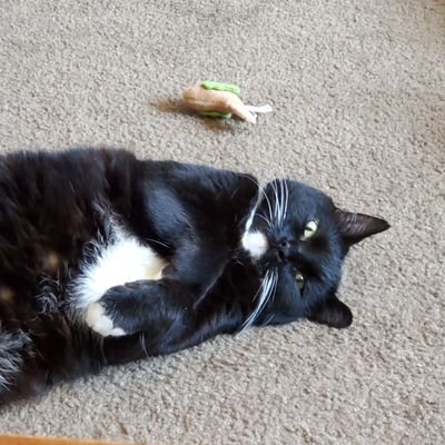 shawnanno's profile picture. I had a stroke 3 years ago.  I'm an old lady!  LOL