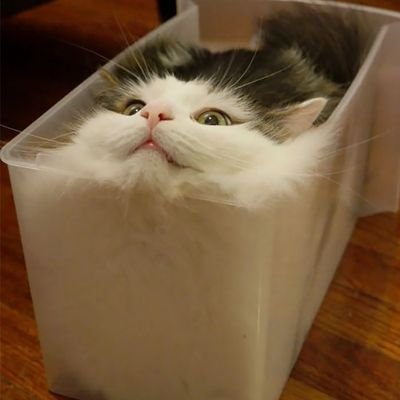 Cats=liquid
Follow for liquid cats daily
DM ME YOUR SUBMISSIONS!!!!
Dm for content removal