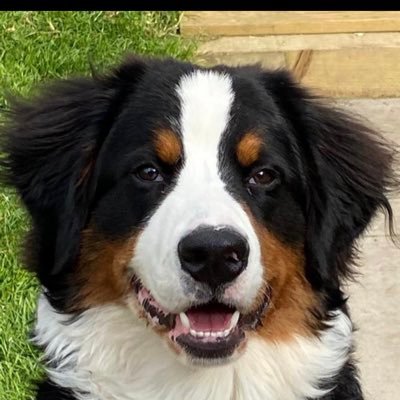 ezzalodge's profile picture. half a 🐝 who became a 🦁 tamer and follows the 🐺💛🇵🇹🖤 Guardian of Bernard the bernese mountain dog and a child or three