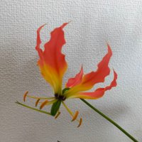 ポッケ (@chippoket) 's Twitter Profile