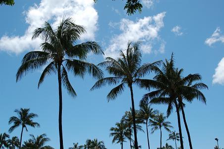 ハワイ在住の起業家　パソコン１台を持ち、世界中を旅しながらFacebook／twitter／ブログ／メルマガを使い、フリーエージェントとして活動して稼ぐ。情熱とイノベーションにこだわり続ける人生にするために、常に行動し続けている