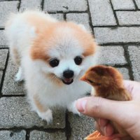 NFTgirl • ᴗ • (@nftgirl2022) 's Twitter Profile