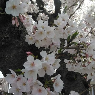 F1JeFlkrktiOzNB's profile picture. 