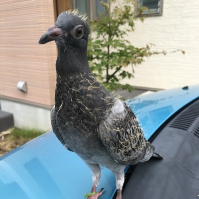 merimaru0731's profile picture. 