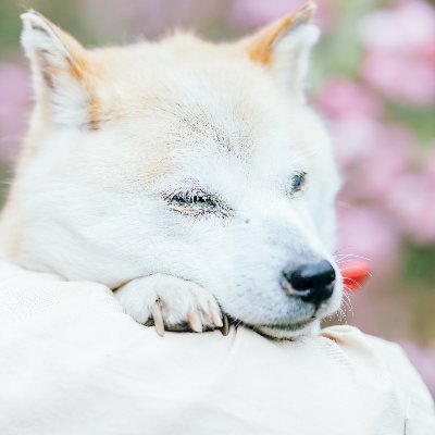 2人+1匹暮らし かわいいお犬とのおさんぽを日々楽しんでいます 🐕 柴犬によく間違えられる北海道犬（16才♀）です。