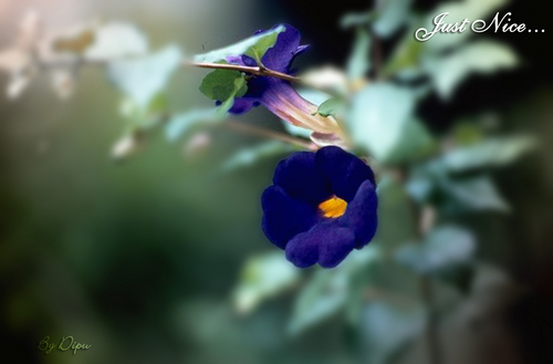 lamia_sara's profile picture. I  am a  follower of THE LEADER OF THE TIME  MOHAMMAD BAYAZEED KHAN PANNI