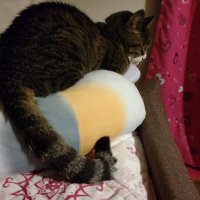 さくら (@sakurapinoco) 's Twitter Profile
