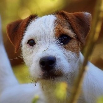 Parson Russell Terriers & a Lakeland Terrier full of smart, spirit and a touch of naughtiness 🐾 Show dogs, farm dogs but first & foremost, family. #PRTposse