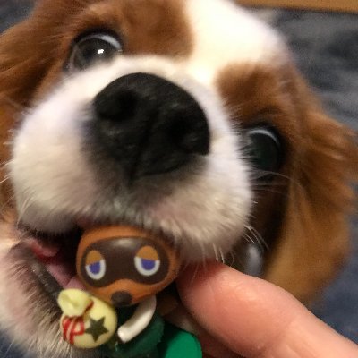 cavalier_meisan's profile picture. ２０２1．５．５生まれのブレンハイムの女の子。　勧誘その他不審なDM❌ご了承下さい。