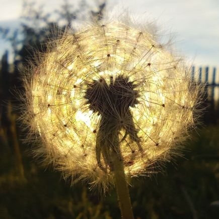 olm794826's profile picture. 