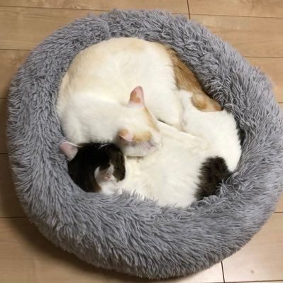 2019年10月に生後3ヶ月くらいのﾈｺﾁｬーﾝをお迎えしました🐈ハチワレすず、笹かま猫しろ（ミックス♂）兄弟2匹のもふもふな日常をツイートします。