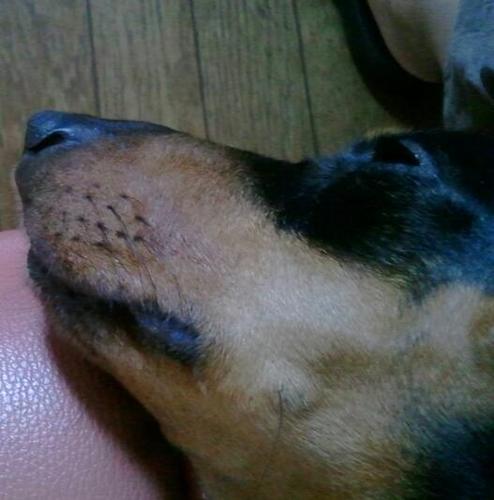 休みの日は愛犬とラブラブしたり、カメラを持って出かけたり… が理想。興味を持ったら突きつめないと気が済まない女子？です。