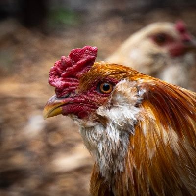 awhitenoiseout1's profile picture. 