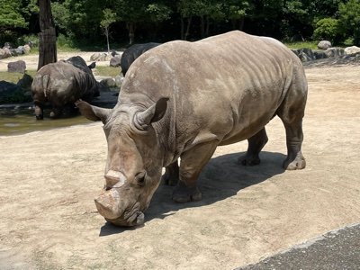 sSyDayVqvMavzY3's profile picture. ポケモンGO。TL41。大阪。