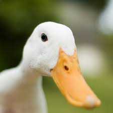 scroex's profile picture. 