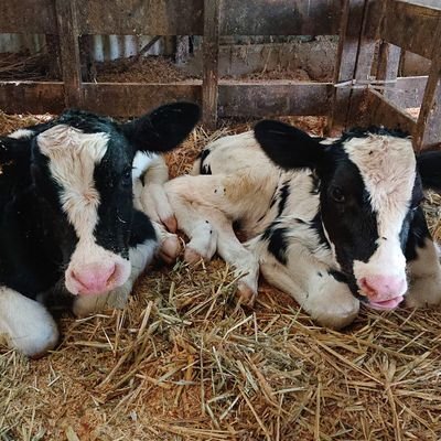 NSRMC213's profile picture. 元.普通の普通科🪖 牛垢🐮のつもりですが呟く内容は趣味や気になる事など牛と関係ないことが多いです😅無言フォロー失礼します　天安門　ウイグル解放